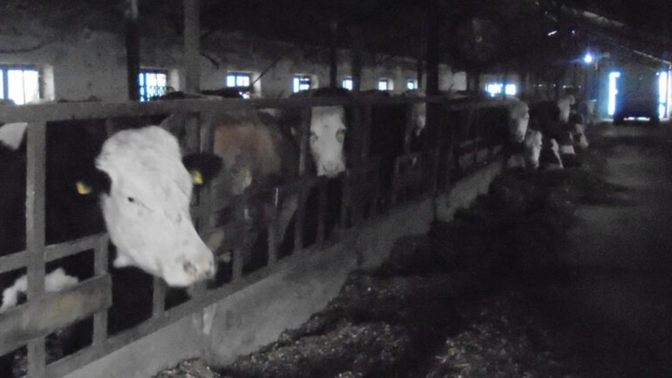 Nemulțumit de prețul primit pentru lapte, un fermier din județul Covasna caută soluții să obțină brânzeturile în ferma sa