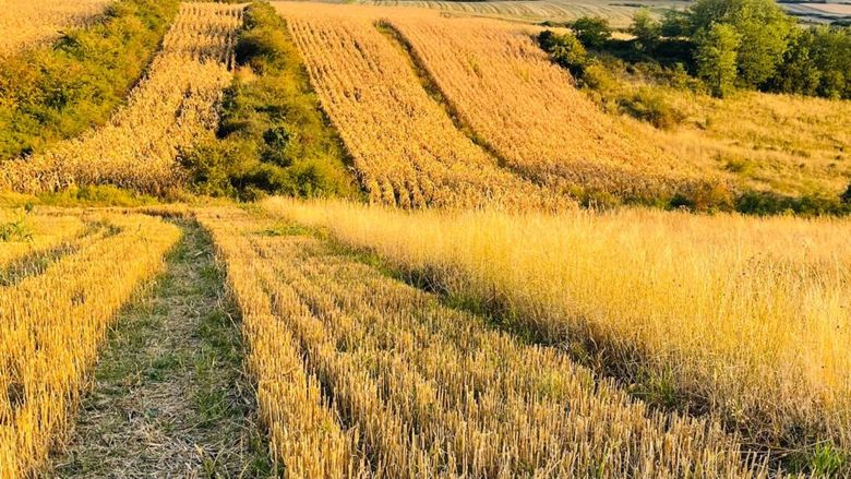 DOCUMENT | Liniile directoare pentru sectorul agriculturii în Programul de Guvernare PNL-USR-UDMR: sprijin pentru fermieri, produse românești pe masă și dezvoltare rurală