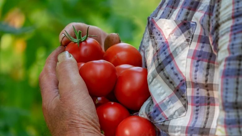 MADR pregătește noi reguli pentru agricultura ecologică: ce înseamnă pentru producători și consumatori