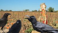 Fermierii din Covasna, afectați de atacurile urșilor și de stolurile de ciori. Pierderi financiare și agricole semnificative