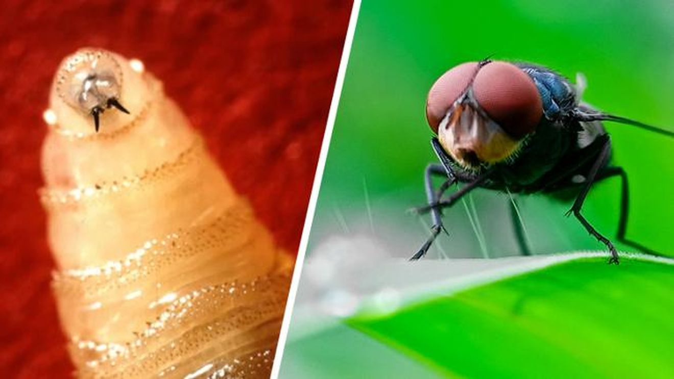 USDA lansează un plan amplu de combatere a viermelui șurub / SUA va produce până la 300 de milioane de muște sterile pe săptămână, pentru protejarea culturilor americane