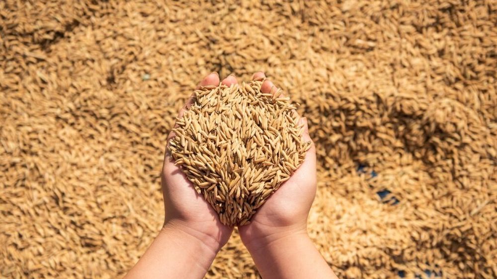 Restricțiile impuse de UE împing grâul ucrainean spre piețe mai dificile și mai competitive / Exportatorii se reorientează către Africa de Nord și Orientul Mijlociu, în timp ce accesul la piața europeană rămâne limitat