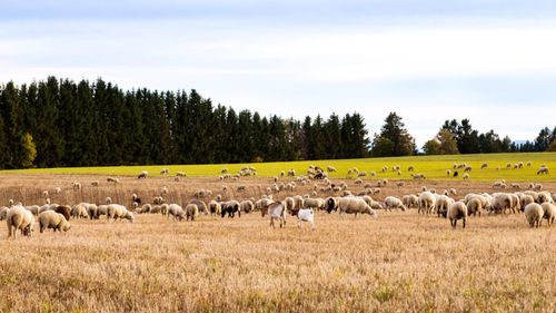 Agricultorii spanioli și portughezi cer o retribuție pentru reducerea amprentei de carbon: „Așa cum cine poluează plătește și cine reduce poluarea trebuie să încaseze”
