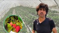 VIDEO Căpșunile, simbolul regiunii Maresme din Catalonia/ Fermier: Avem căpșuni tot timpul anului, dar cele mai bune sunt primăvara