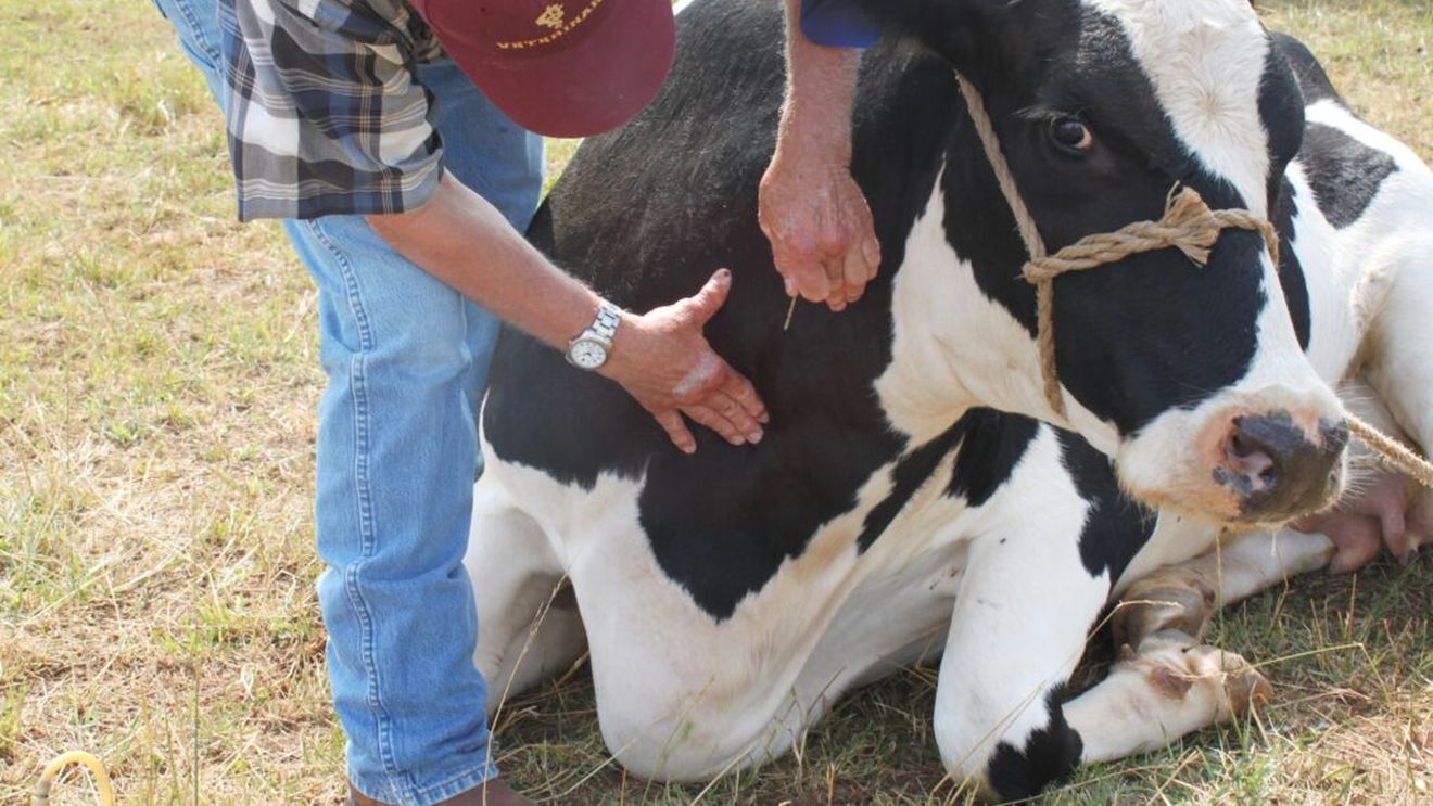 Spania rămâne fără medici veterinari în zonele rurale. Criza afectează fermele și controalele pentru bunăstarea animalelor