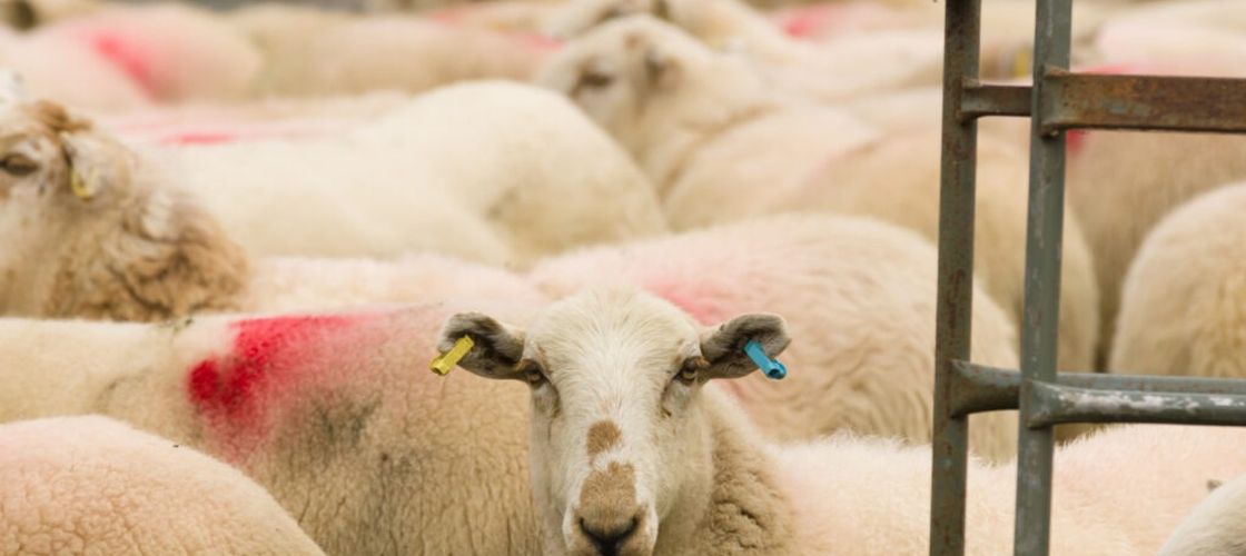 România pregătește reluarea exporturilor de ovine către Libia / ANSVSA discută condițiile sanitare și verificările în ferme și abatoare