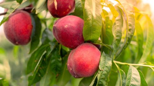 Cerere tot mai ridicată de fructe proaspete la Dubai și în general pe piețele din Golful Persic