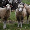 Miza din spatele protestului crescătorilor de oi. Ce se întâmplă cu unul dintre cele mai importante sectoare ale zootehniei românești