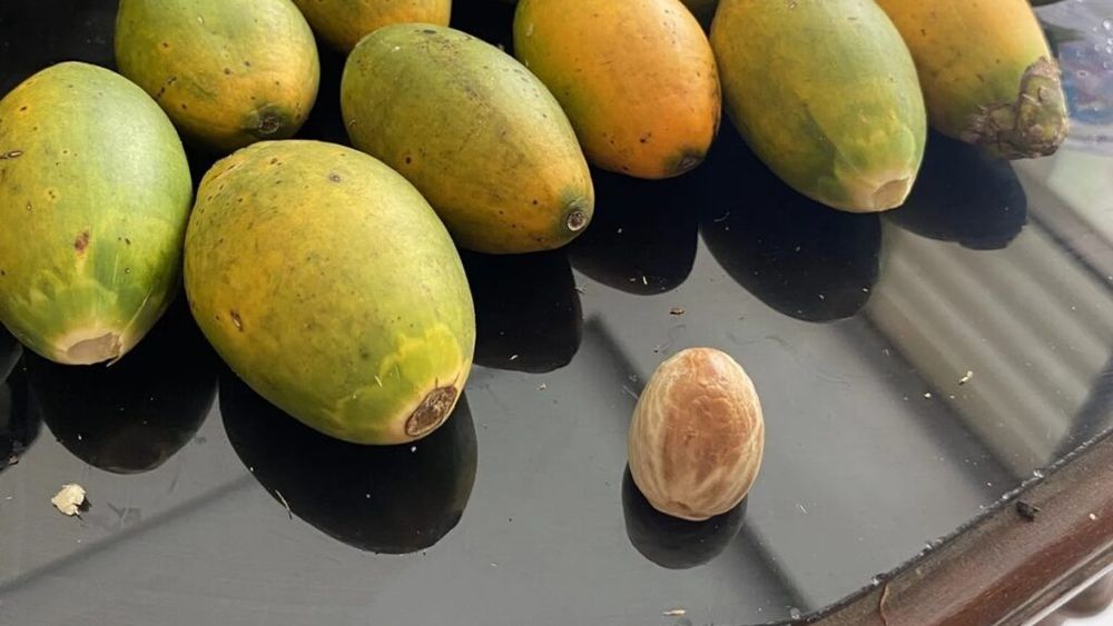 Nuca de betel, primul drog consumat încă din Epoca de Gheață / Descoperirea arată că substanțele psihoactive erau consumate cu mii de ani în urmă