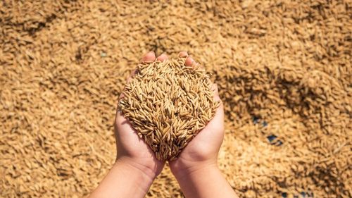 Restricțiile impuse de UE împing grâul ucrainean spre piețe mai dificile și mai competitive / Exportatorii se reorientează către Africa de Nord și Orientul Mijlociu, în timp ce accesul la piața europeană rămâne limitat