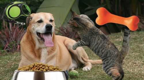 EXCLUSIV: Piața locală de îngrijire a animalelor de companie va înregistra vânzări de peste 5,54 miliarde de lei în 2024/ Hrana reprezintă 4,97 miliarde de lei / Tendință: Populația de câini este în scădere, dar popularitatea pisicilor este în creștere