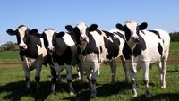 Ce este virusul shamonda? Au fost confirmate cazuri la bovine în șapte locații din Spania. „Boala nu este mortală și nu se transmite la om”