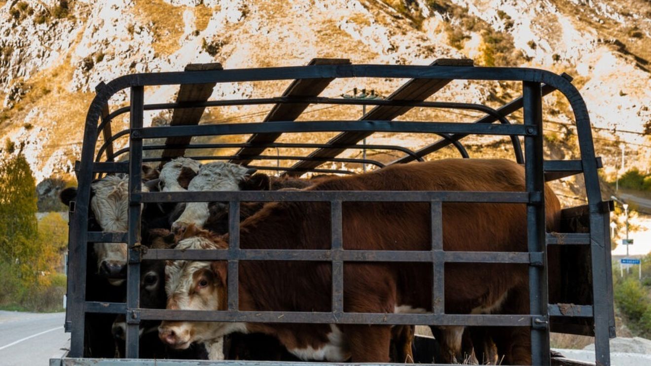 Planul european pentru protejarea animalelor în transport e blocat / Danemarca încearcă să-l readucă la viață