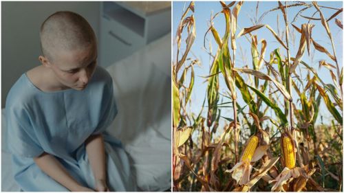 Cancerul în Iowa: Ce rol are agricultura în rata crescută a cancerului din statul american numărul 1 la producția de porumb? / Oncolog: Suntem o baie de chimicale pentru agricultură: erbicide, pesticide, fertilizatoare, nitrați