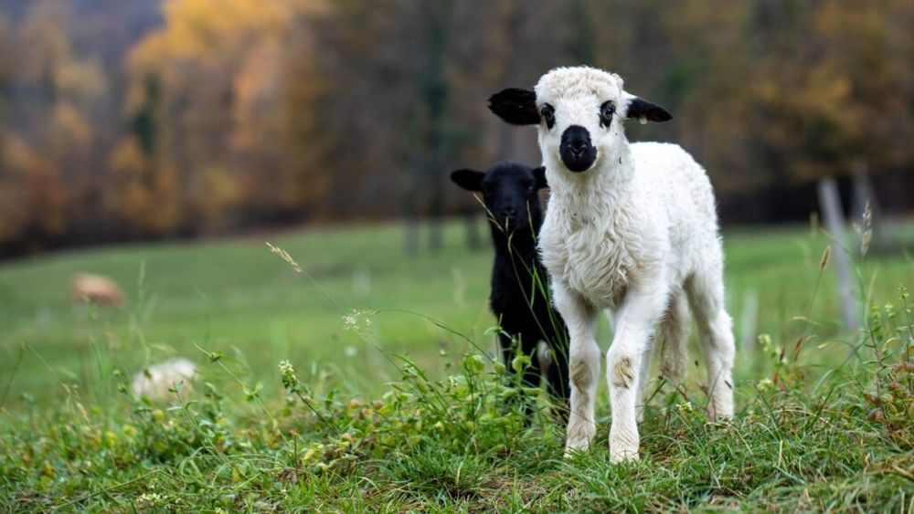 Peste 6.200 de miei din Bistrița-Năsăud au fost vânduți la export în țările care se pregătesc să sărbătorească Paștele la sfârșitul acestei săptămâni