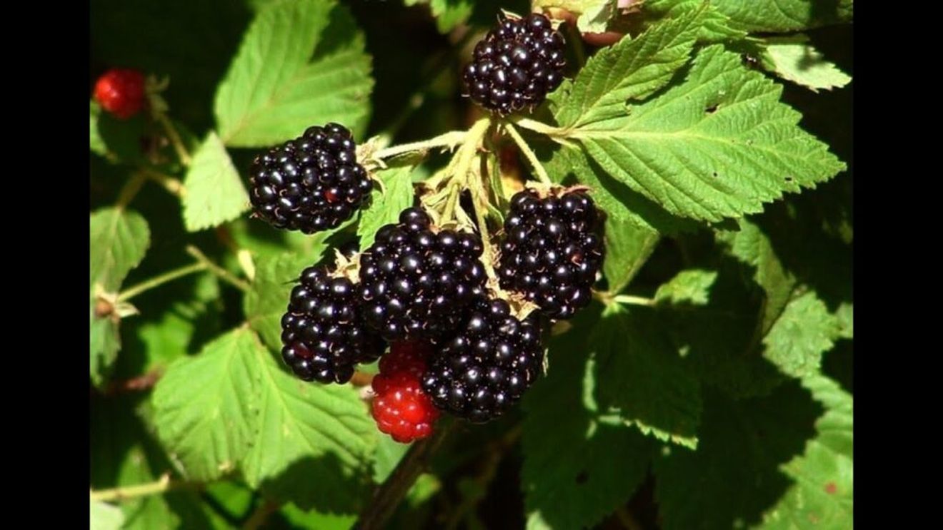 Fructul numărul 1 care ajută la prevenirea inflamației din corp, conform unui dietetician / Conține vitamina C și fibre