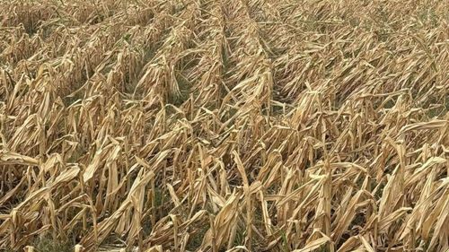 Fermierii afectaţi de secetă au nevoie urgentă de sprijin / Solicitarea unui europarlamentar pentru deblocarea rezervei agricole de criză din cadrul Politicii Agricole Comune