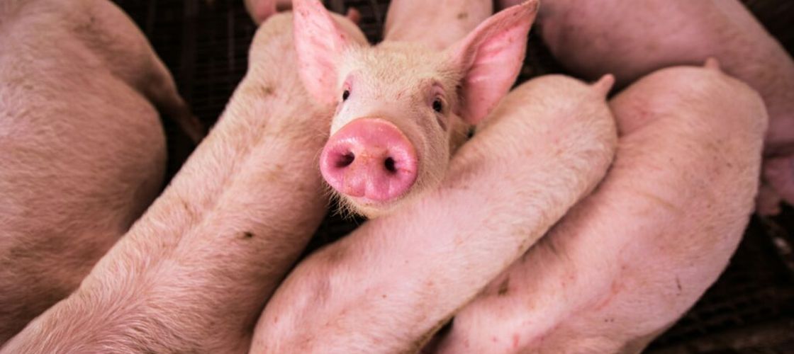 Comisia Europeană aprobă un ajutor de 11 milioane de euro pentru crescătorii români de porci afectați de scumpirea combustibililor și îngrășămintelor