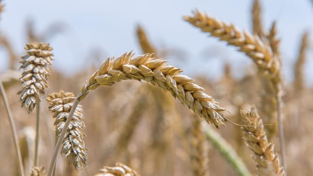 Iași: Recolte record, dar câștiguri mici / Fermierii caută soluții pentru a-și salva afacerile / Producător: „Cei care au credite scadente sunt obligați să vândă imediat, chiar și la prețuri mici”