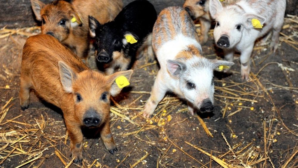 Schemă de ajutor de minimis pentru susţinerea crescătorilor de porci de reproducție din rasele Bazna şi/sau Mangaliţa pentru anul 2025, adoptată în ședința de guvern/ Cererile de plată și documentele justificative se depun până la data de 28 noiembrie