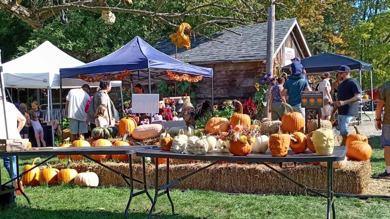 Canada, un Halloween fără strălucire / Seceta și valurile de căldură din 2025 au redus drastic producția de dovleci / 70% din terenurile agricole, lipsă acută de apă!