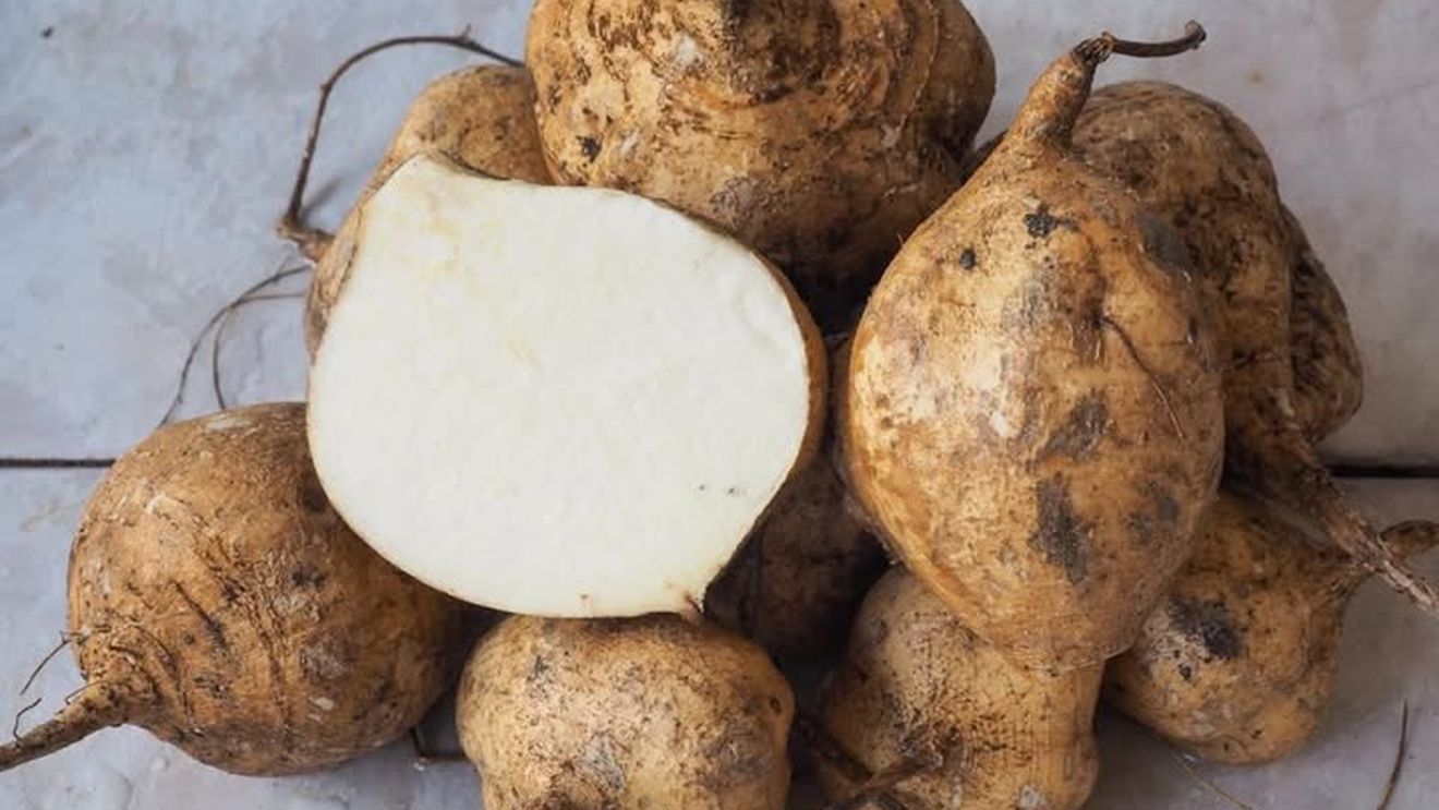 Fasolea de rădăcină Jicama, cultivată în premieră la Banca de Resurse Genetice Vegetale Buzău. Este o alternativă mai dulce a cartofului
