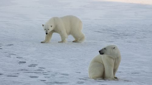 Gripa aviară a fost depistată pentru prima dată la un urs polar în Europa