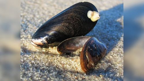 Garda de Coastă: 450 de kg de midii fără acte, descoperite într-o autoutilitară în Portul Constanţa