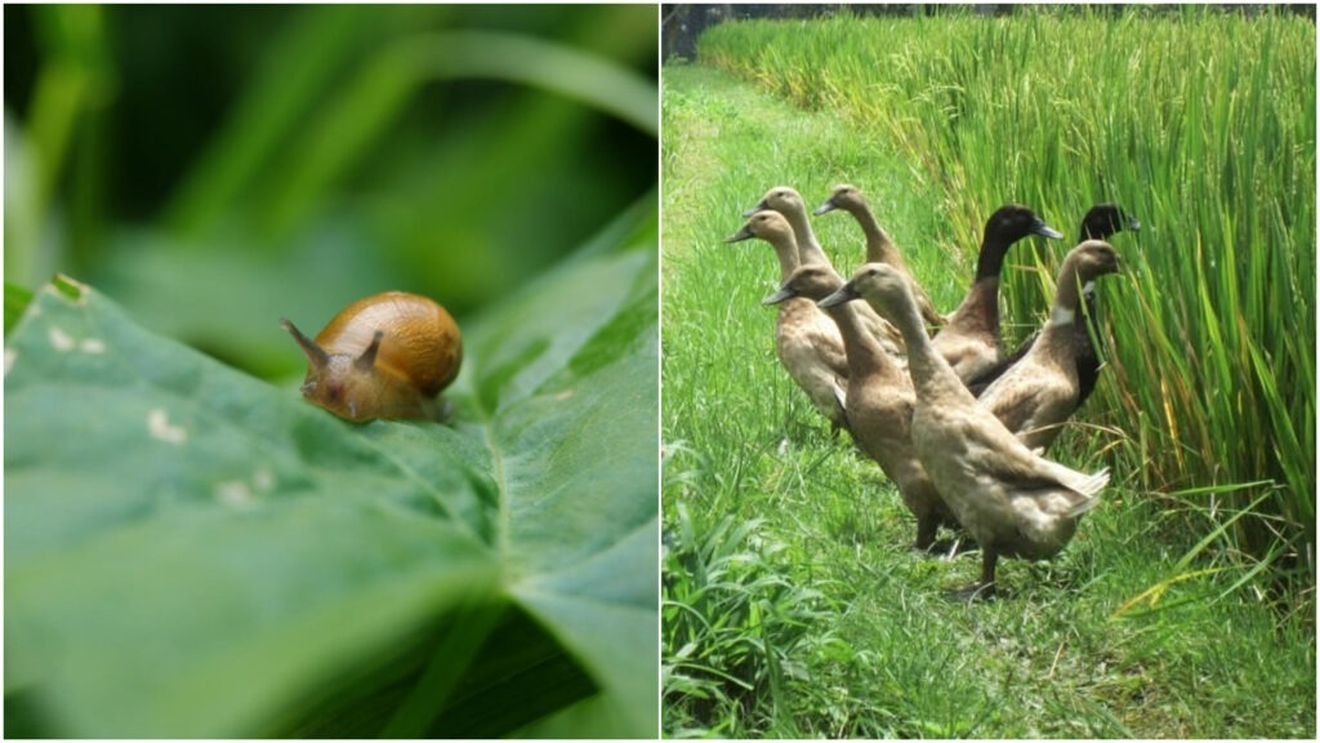 Clientul unei terase sibiene a găsit un melc în mâncare / Reacția conducerii: „Salata noastră provine din solariile proprii, unde nu folosim pesticide, ceea ce garantează că este bio” / Animalul ar fi scăpat vigilenței rațelor indiene, folosite pentru protejarea culturii