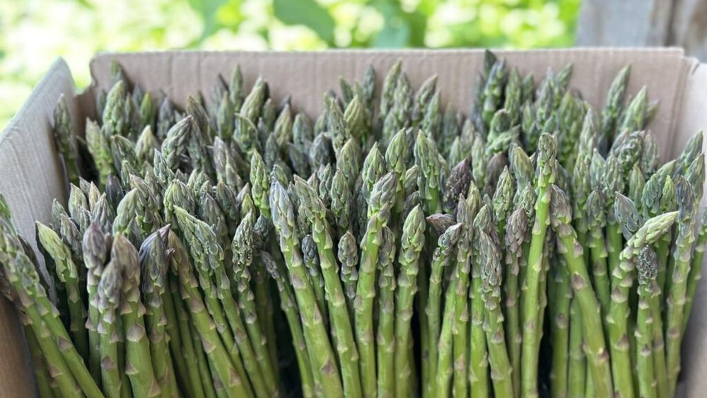 Top 5 culturi profitabile în 2025 – Ce merită cultivat dacă vrei să intri în agricultură