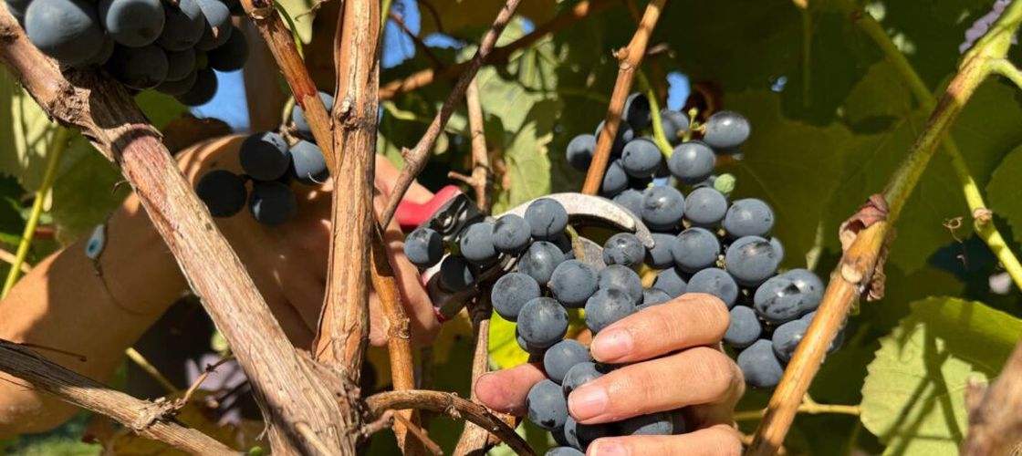 FOTO-VIDEO | Tradiția veche de sute de ani din Maramureș: culesul strugurilor devine clacă, iar munca se termină cu horincă și bucate / Ce este „suretitul”