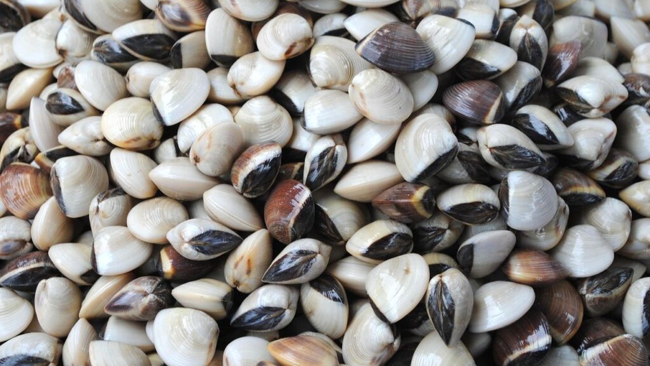 Vongolele italiene, testate în Marea Neagră, în cadrul unui proiect de acvacultură experimentală