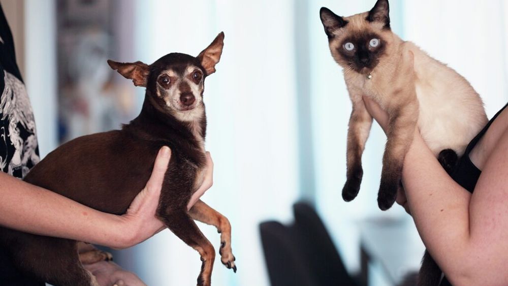 Pets&Cats, un nou produs editorial marca G4Media: Un site dedicat tuturor iubitorilor de animale