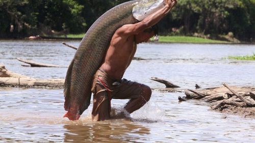 Monstrul Amazonului: un pește gigant care mănâncă piranha și este tot mai cerut în supermarketuri