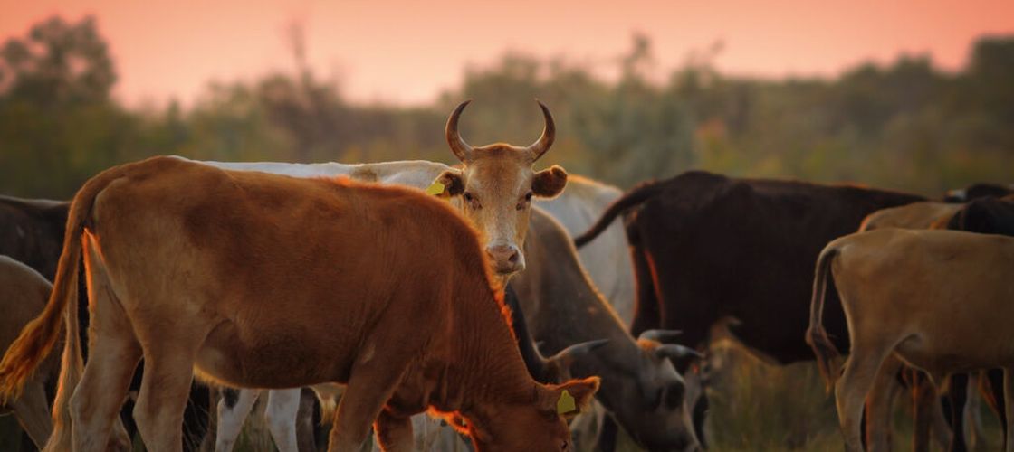 Parlamentul a modificat ajutoarele de stat pentru crescătorii de porci și bovine. Proceduri simplificate și acces extins la sprijin