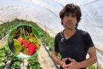 VIDEO FOTO | Serele din vârful dealului, unde cresc tot anul cele mai bune căpșuni din Spania/ Fermier: Căpșunile de aici au un gust special datorită climei și solului