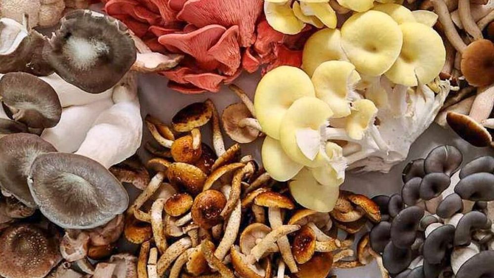 De la joburi în Silicon Valley la o micro-fermă urbană sau despre nevoia de întoarcere acasă. „Câștigam 8.000 de dolari pe lună în compania Tesla, dar am ales să cultiv ciuperci la Milano”