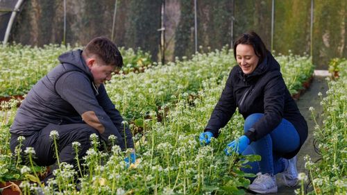 Cultura de wasabi (hreanul japonez) ar putea fi aclimatizată în Europa / O firmă din Irlanda a făcut în acest scop cercetări în fermele din Japonia