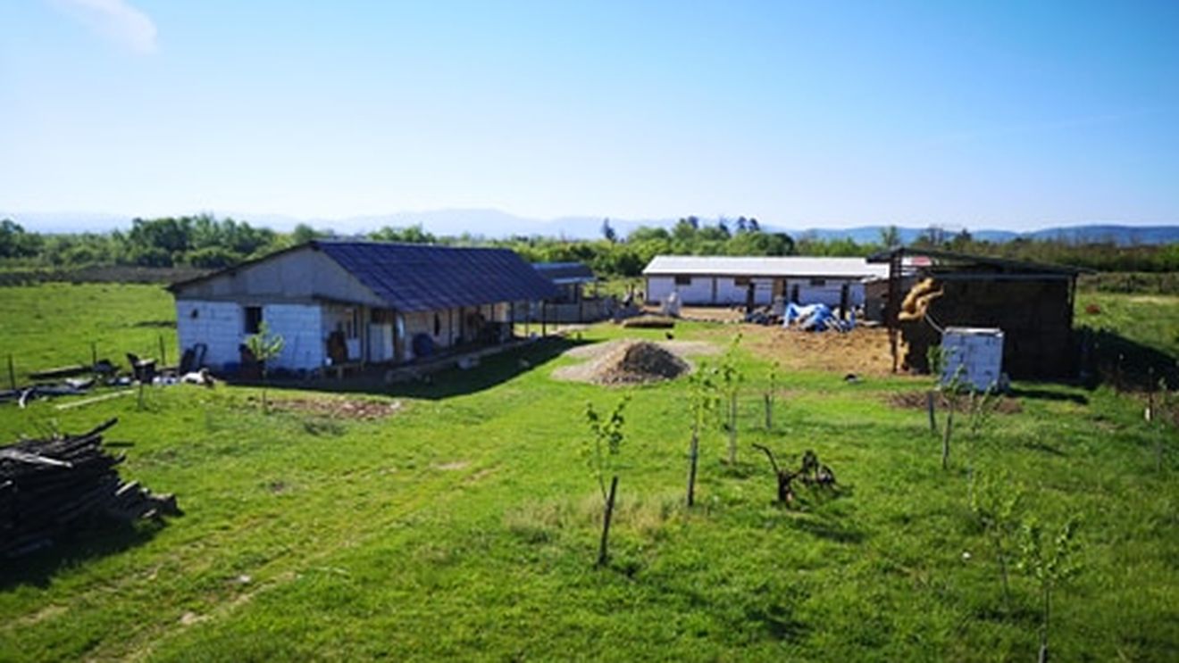 Zbaterile micului fermier: un fost mecanic la CFR Timișoara a înființat o fermă de creștere a animalelor, dar pandemia Covid- 19 i-a dat multe planuri peste cap