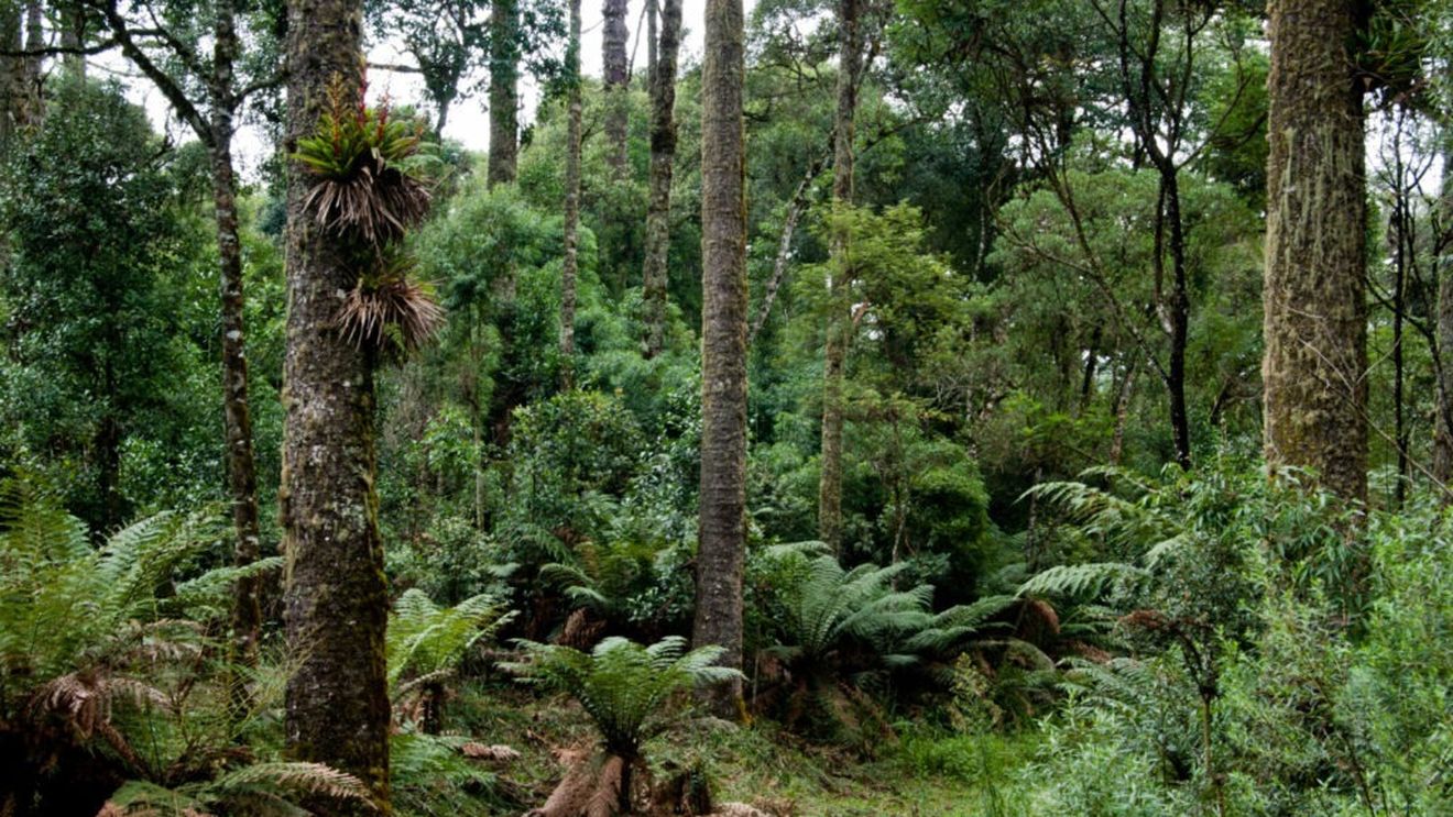 Biodiversitatea din cea mai mare pădure atlantică aduce noi soluții pentru industria alimentară și cosmetică / IFF și Reservas Votorantim se unesc într-un parteneriat strategic în Brazilia