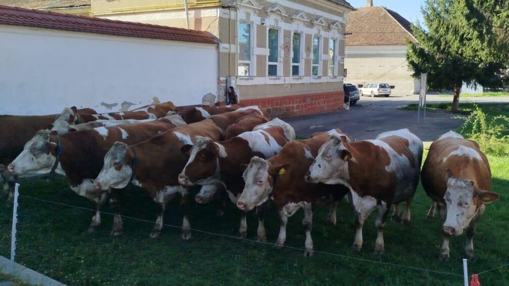 Protest inedit al fermierilor din Bod: şi-au adus vacile să pască în faţa primăriei / Fermierii acuză că li se taie din suprafețele de pășune și li se schimbă locurile de pășunat