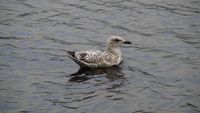 Australia, ultimul continent fără focare de gripă aviară H5N1, a detectat primul caz suspect / Autoritățile au activat măsuri de biosecuritate