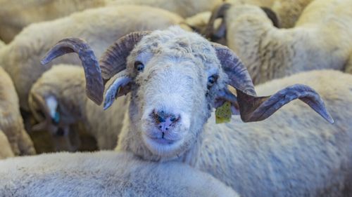 Zeci de rase de animale, demonstrații de cai și concursuri între fermieri, la Festivalul Crescătorilor de Oi din Bulgaria