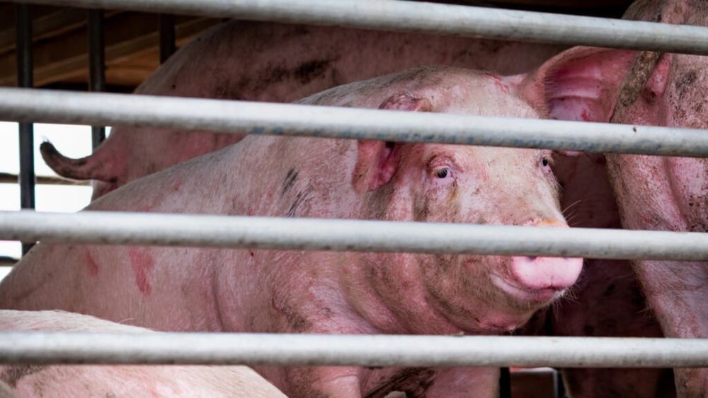 Producătorii de carne de porc solicită măsuri urgente pentru controlul pestei porcine africane