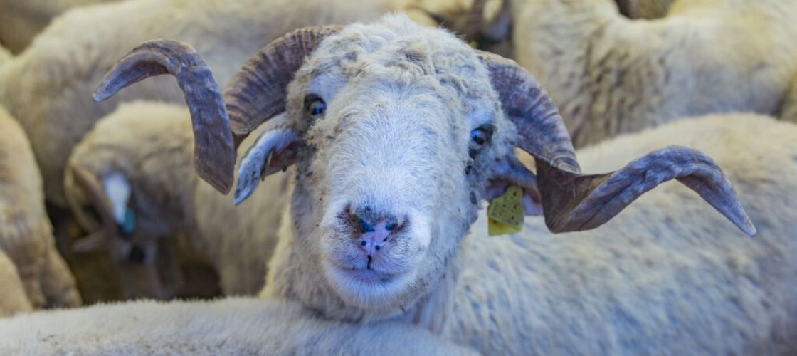 Zeci de rase de animale, demonstrații de cai și concursuri între fermieri, la Festivalul Crescătorilor de Oi din Bulgaria