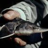 FOTO | Raport WWF: Peste 3.300 de sturioni au fost afectați de braconaj și trafic ilegal în ultimul deceniu. România, în topul cazurilor documentate
