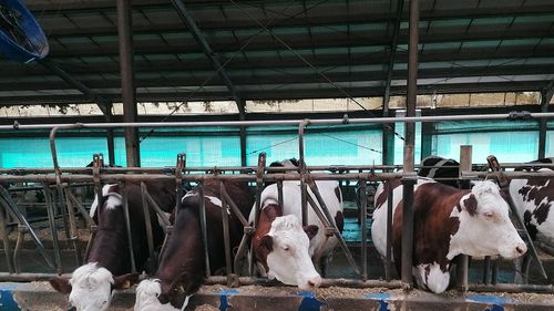 Să regretăm că am ajuns să bem lapte ( și ) din import, fiindcă nu mai trăim, de 30 de ani, în dictatură? Câteva observații pe marginea unui articol al publicației maghiare Vilaggazdasag