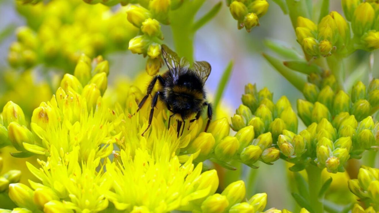 UE lansează un sistem de monitorizare a polenizatorilor pentru salvarea albinelor şi florilor până în 2030 / Economia, sănătatea, culturile alimentare sau calitatea vieții noastre, depind de acești polenizatori