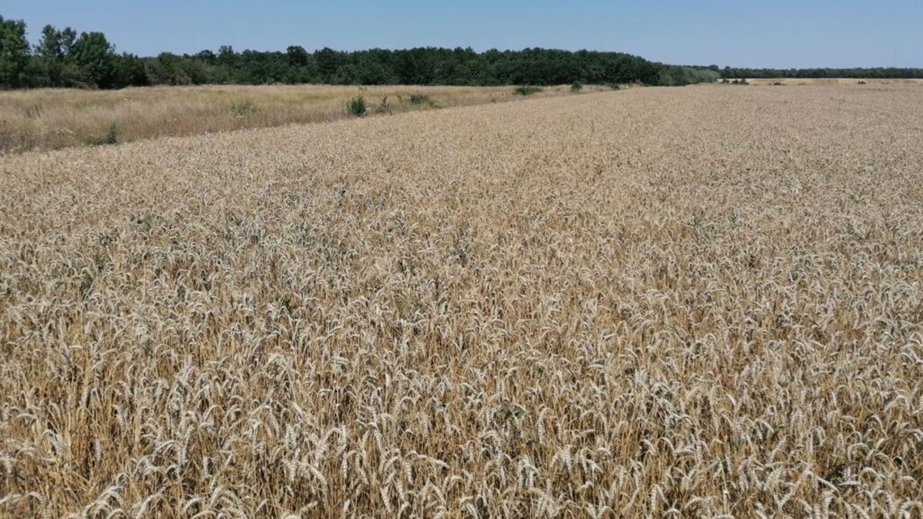 Ne-au întrecut francezii la exportul de grâu; păstrăm supremația la porumb și rapiță