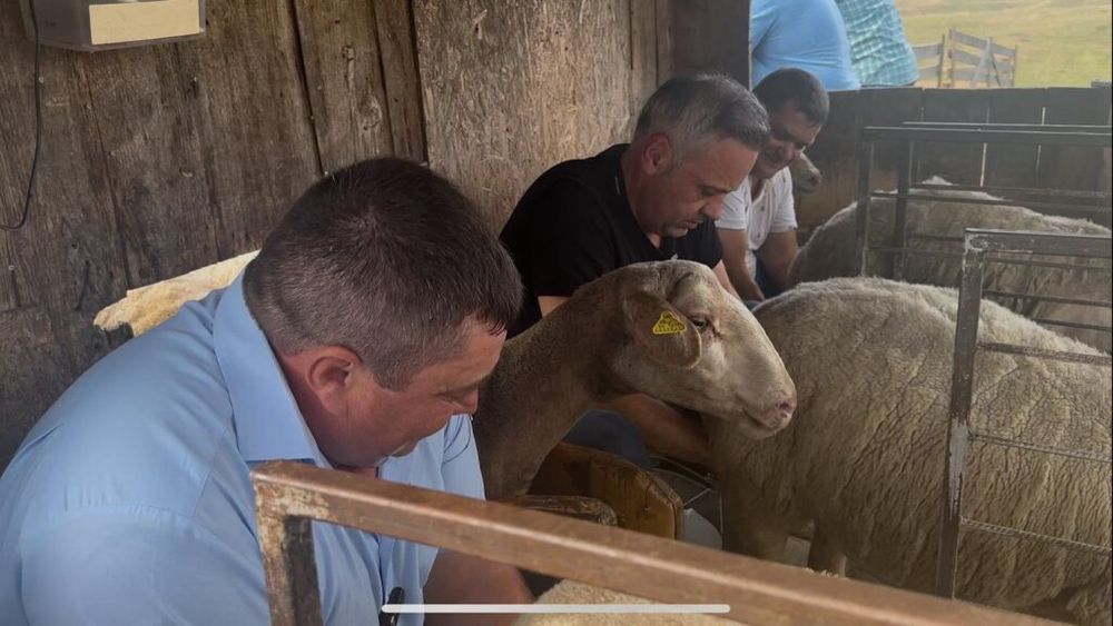VIDEO EXCLUSIV| Ministrul Agriculturii, filmat în timp ce mulge o oaie. Florin Barbu: „Crezi că mă pricep?” / Filmarea nu apare în comunicarea oficială a ministerului, nici pe pagina de Facebook a ministrului sau a PSD